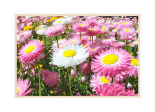 Load image into Gallery viewer, Flower Photography Wall Art Print of Everlasting Daisies in full pink and white bloom. Canvas Print with Wood Frame.
