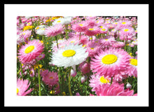 Load image into Gallery viewer, Flower Photography Wall Art Print of Everlasting Daisies in full pink and white bloom. Fine Art Print with Black Frame. 
