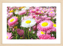 Load image into Gallery viewer, Flower Photography Wall Art Print of Everlasting Daisies in full pink and white bloom. Fine Art Print with Wood Frame.
