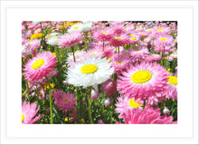 Load image into Gallery viewer, Flower Photography Wall Art Print of Everlasting Daisies in full pink and white bloom. Fine Art Print with White Frame.
