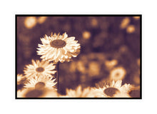 Load image into Gallery viewer, Flower Photography Wall Art Print of Everlasting Daisies in full bloom. Canvas Print with Black Frame.
