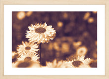 Load image into Gallery viewer, Flower Photography Wall Art Print of Everlasting Daisies in full bloom. Fine Art Print with Wood Frame.
