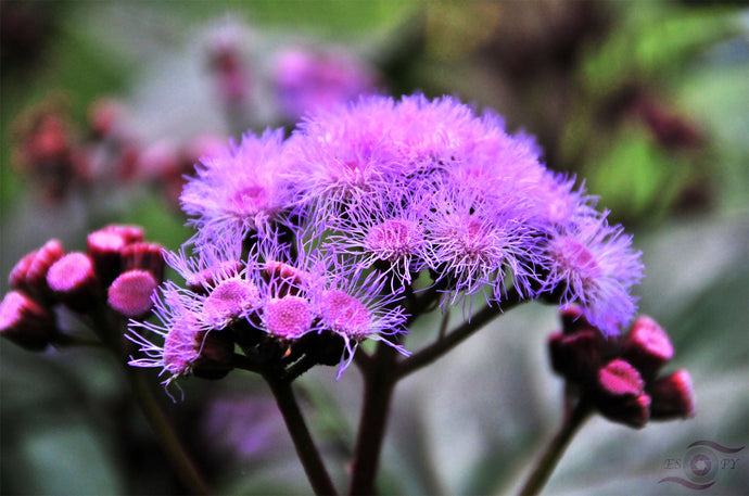 Flower Photography Wall Art Print of pink filament petals of the Mistflower in bloom. Unframed Print.