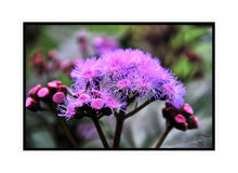 Load image into Gallery viewer, Flower Photography Wall Art Print of pink filament petals of the Mistflower in bloom. Canvas Print with Black Frame.
