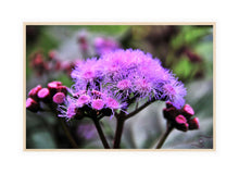 Load image into Gallery viewer, Flower Photography Wall Art Print of pink filament petals of the Mistflower in bloom. Canvas Print with Wood Frame.
