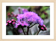 Load image into Gallery viewer, Flower Photography Wall Art Print of pink filament petals of the Mistflower in bloom. Fine Art Print with Wood Frame.
