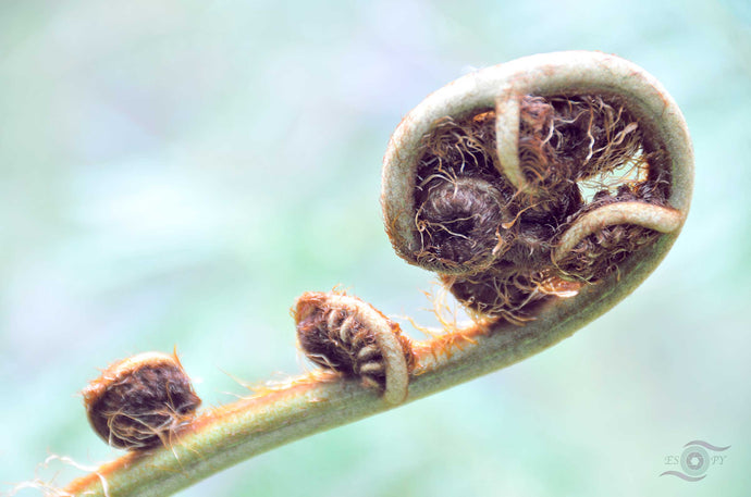 Fern Photography Wall Art Print of a Fern Shoot coming to life. Unframed Print. 