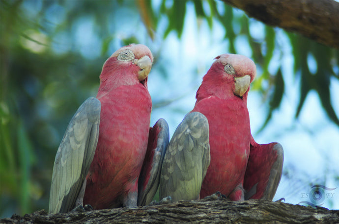 Wildlife Photography Artwork of a pair of sleeping Galahs in a tree taken in Western Australia. Unframed Print.