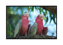 Load image into Gallery viewer, Wildlife Photography Artwork of a pair of sleeping Galahs in a tree taken in Western Australia. Canvas Print with Black Frame.
