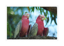 Load image into Gallery viewer, Wildlife Photography Artwork of a pair of sleeping Galahs in a tree taken in Western Australia. Canvas Print with White Frame.
