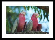 Load image into Gallery viewer, Wildlife Photography Artwork of a pair of sleeping Galahs in a tree taken in Western Australia. Fine Art Print with Black Frame.
