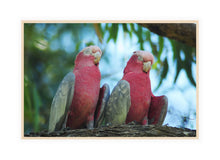 Load image into Gallery viewer, Wildlife Photography Artwork of a pair of sleeping Galahs in a tree taken in Western Australia. Canvas Print with Wood Frame.
