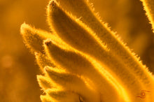 Load image into Gallery viewer, Flower Photography Wall Art Print of a Gold Velvet Kangaroo Paw. Unframed Print. 
