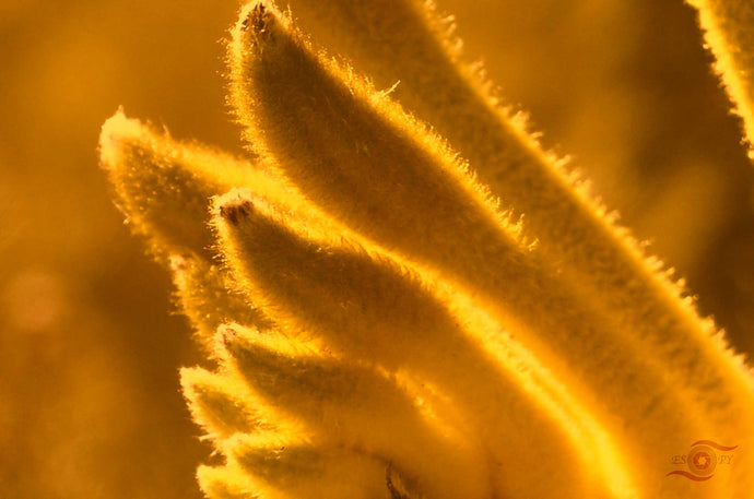 Flower Photography Wall Art Print of a Gold Velvet Kangaroo Paw. Unframed Print. 