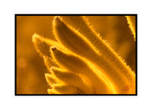 Load image into Gallery viewer, Flower Photography Wall Art Print of a Gold Velvet Kangaroo Paw. Canvas Print with Black Frame. 
