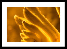 Load image into Gallery viewer, Flower Photography Wall Art Print of a Gold Velvet Kangaroo Paw. Fine Art Print with Black Frame. 
