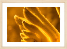 Load image into Gallery viewer, Flower Photography Wall Art Print of a Gold Velvet Kangaroo Paw. Fine Art Print with Wood Frame. 
