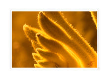 Load image into Gallery viewer, Flower Photography Wall Art Print of a Gold Velvet Kangaroo Paw. Canvas Print with White Frame. 
