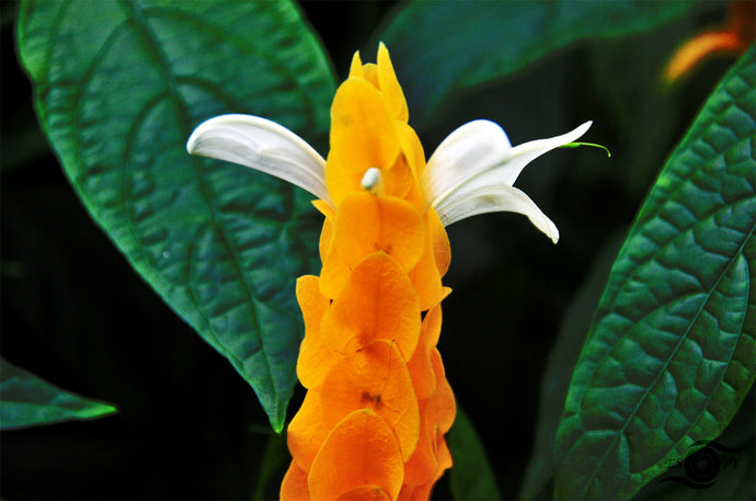 Flower Photography Wall Art Print of a Golden Shrimp plant. Unframed Print.