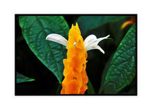 Load image into Gallery viewer, Flower Photography Wall Art Print of a Golden Shrimp plant. Canvas Print with Black Frame.
