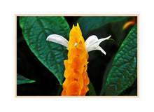 Load image into Gallery viewer, Flower Photography Wall Art Print of a Golden Shrimp plant. Canvas Print with Wood Frame.
