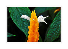 Load image into Gallery viewer, Flower Photography Wall Art Print of a Golden Shrimp plant. Canvas Print with White Frame.
