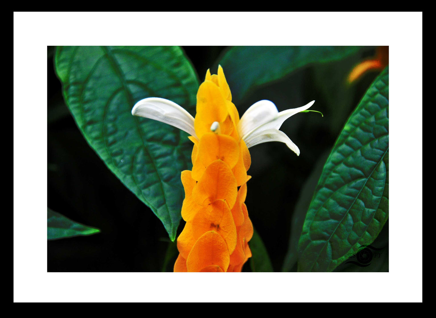 Flower Photography Wall Art Print of a Golden Shrimp plant. Fine Art Print with Black Frame. 