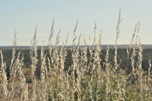 Load image into Gallery viewer, Grass Wall Art, grasses gently swaying in the breeze, Giralia Station, Exmouth Gulf, Western Australia, Framed Prints, Canvas, Acrylic
