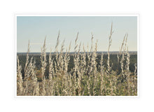 Load image into Gallery viewer, Grass Wall Art, grasses gently swaying in the breeze, Giralia Station, Exmouth Gulf, Western Australia, Framed Prints, Canvas, Acrylic
