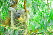 Load image into Gallery viewer, Wildlife Photography Artwork of a dozing Koala clinging to a tree taken in Queensland, Australia. Unframed Print. 
