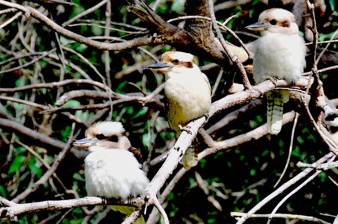 Wildlife Photography Artwork of three juvenile Kookaburras sat together in the bush, taken in Southern Western Australia. Unframed Print.