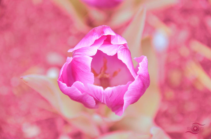 Flower Photography Wall Art Print of an early opening pink tulip on a crisp morning taken in Araluen Botanic Gardens, Western Australia. Unframed Print.