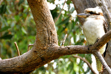 Load image into Gallery viewer, Wildlife Photography Artwork of a laughing Jackass &quot; Kookaburra&quot;, taken in Perth, Western Australia. Unframed Print. 
