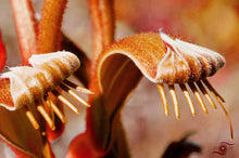 Load image into Gallery viewer, Flower Photography Wall Art Print of Mangles Kangaroo Paws. Unframed Print.
