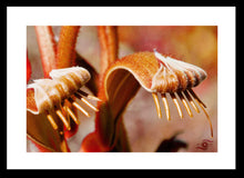 Load image into Gallery viewer, Flower Photography Wall Art Print of Mangles Kangaroo Paws. Fine Art Print with Black frame. 
