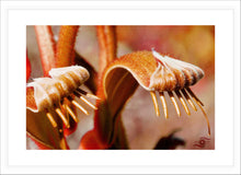 Load image into Gallery viewer, Flower Photography Wall Art Print of Mangles Kangaroo Paws. Fine Art Print with White Frame.
