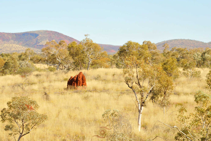 Pilbara Photography Artwork of the landscape in the Karijini National Park, Pilbara, Western Australia. Unframed Print