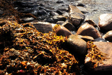 Load image into Gallery viewer, Seaweed Wall Art, coral coloured kelp, beach, rocky shore line, Framed Prints, Canvas, Acrylic
