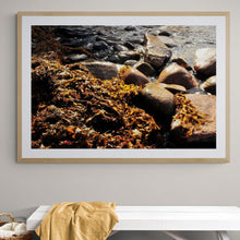 Load image into Gallery viewer, Seaweed Wall Art, coral coloured kelp, beach, rocky shore line, Framed Prints, Canvas, Acrylic
