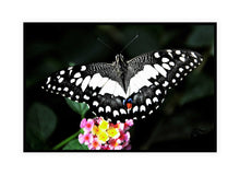 Load image into Gallery viewer, Wildlife Photography Artwork of a marbled white butterfly landing on pink and yellow blooms. Canvas Print with Black Frame. 
