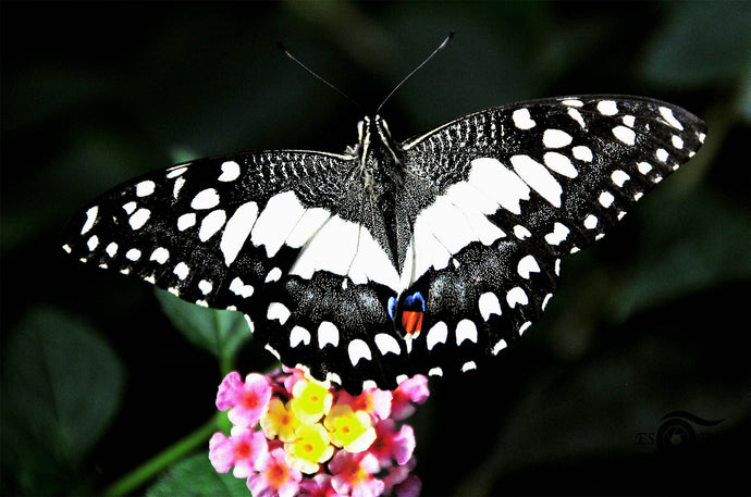 Wildlife Photography Artwork of a marbled white butterfly landing on pink and yellow blooms. Unframed Print. 