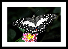 Load image into Gallery viewer, Wildlife Photography Artwork of a marbled white butterfly landing on pink and yellow blooms. Fine Art Print with Black Frame. 
