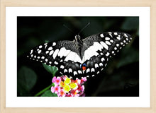 Load image into Gallery viewer, Wildlife Photography Artwork of a marbled white butterfly landing on pink and yellow blooms. Fine Art Print with Wood Frame. 
