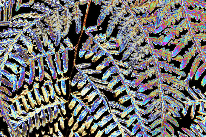 Fern Photography Wall Art Print of an abstract metallic tree fern frond. Unframed Print.