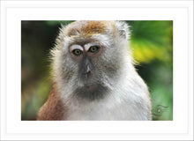 Load image into Gallery viewer, Wildlife Photography Artwork of quiet contemplation on the face of this Macaque Monkey. Fine Art Print with White Frame.
