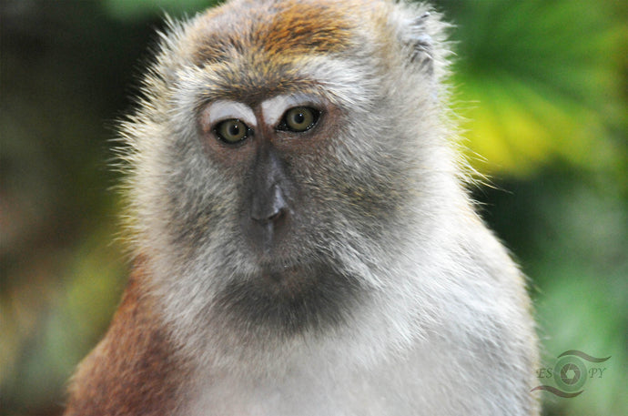 Wildlife Photography Artwork of quiet contemplation on the face of this Macaque Monkey. Unframed Print.