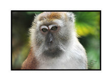 Load image into Gallery viewer, Wildlife Photography Artwork of quiet contemplation on the face of this Macaque Monkey. Canvas Print with Black Frame.
