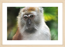 Load image into Gallery viewer, Wildlife Photography Artwork of quiet contemplation on the face of this Macaque Monkey. Fine Art Print with Wood Frame.
