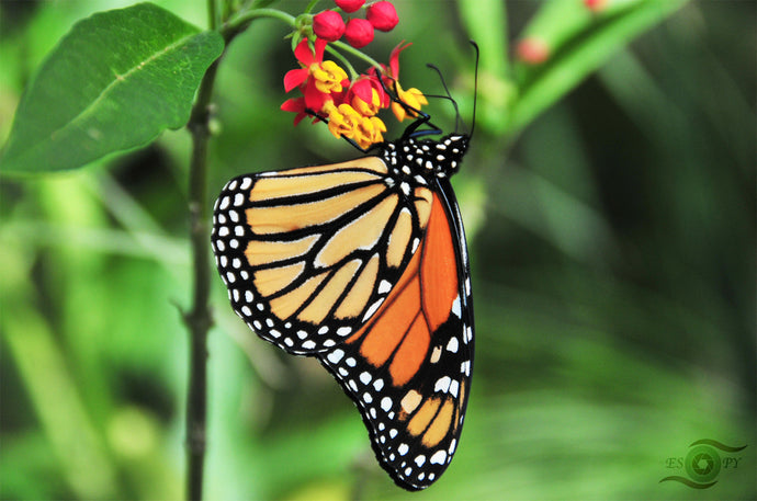 Wildlife Photography Artwork of a Monarch Butterfly enjoying the nectar of a colourful bloom, taken on the Isle of Wight, UK. Unframed Print.