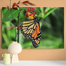 Load image into Gallery viewer, Wildlife Photography Artwork of a Monarch Butterfly enjoying the nectar of a colourful bloom, taken on the Isle of Wight, UK. Face-mounted Acrylic.. 
